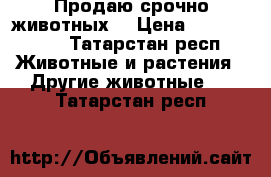 Продаю срочно животных. › Цена ­ 2000-5000 - Татарстан респ. Животные и растения » Другие животные   . Татарстан респ.